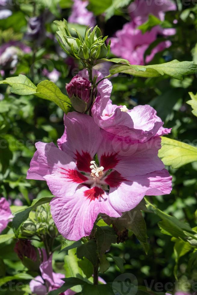 hibisco rosa floreciendo en East grinstead foto