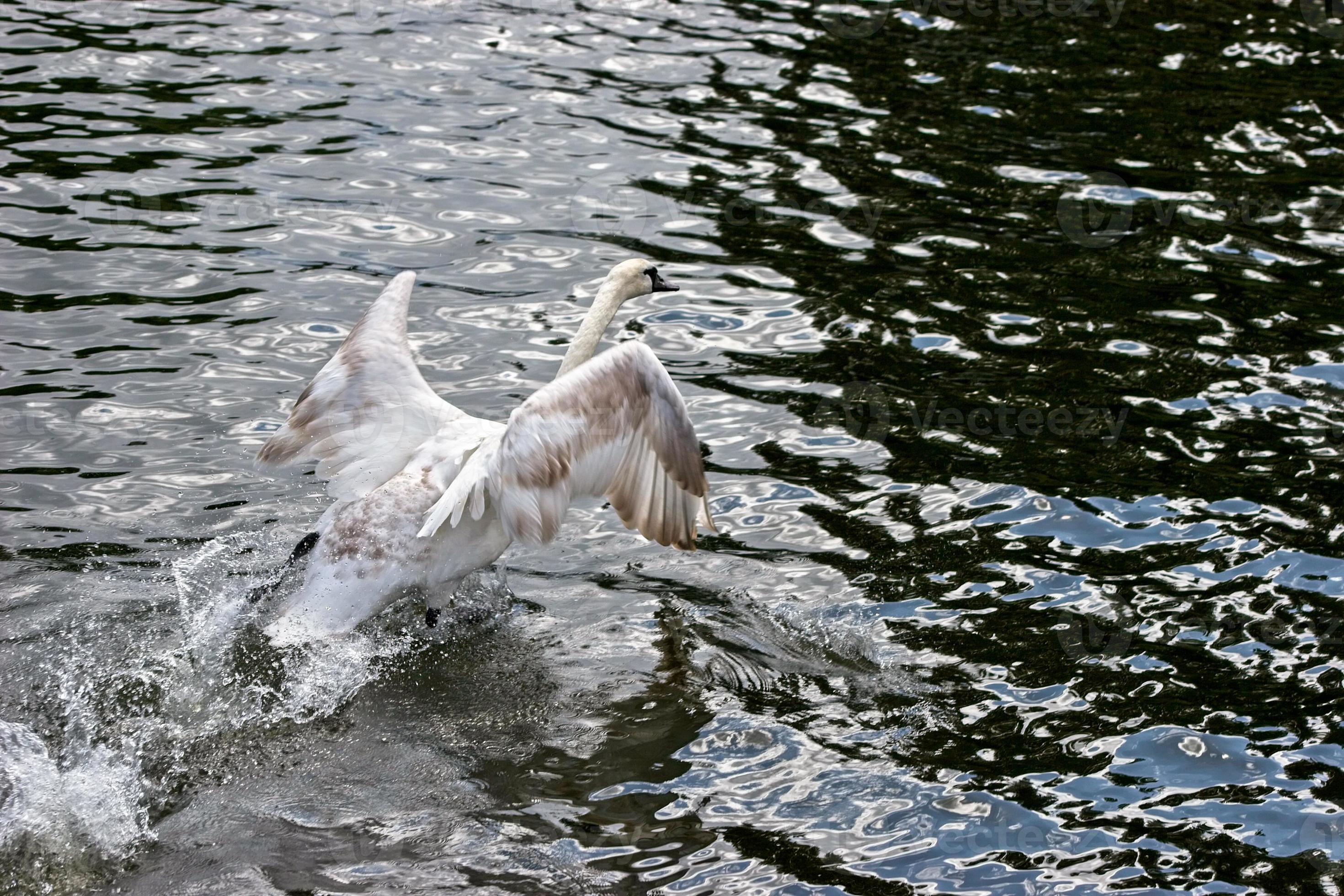 Mute Swan taking off on the River Thames 6652687 Stock Photo at Vecteezy