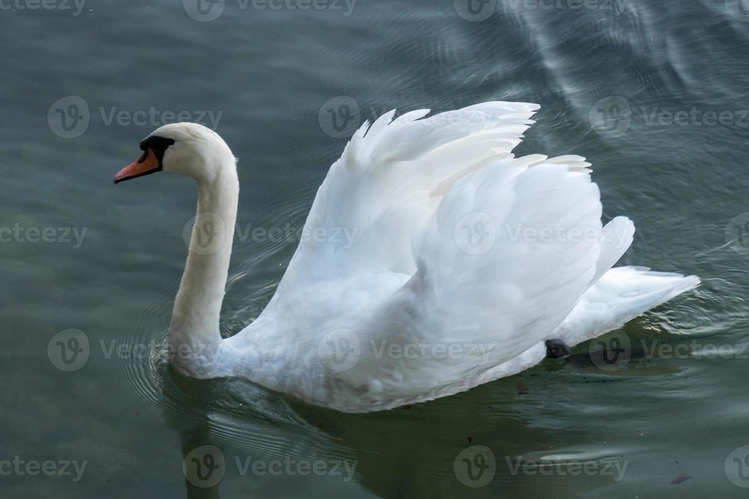 Swan on Lake Maggiore Piedmont Italy photo