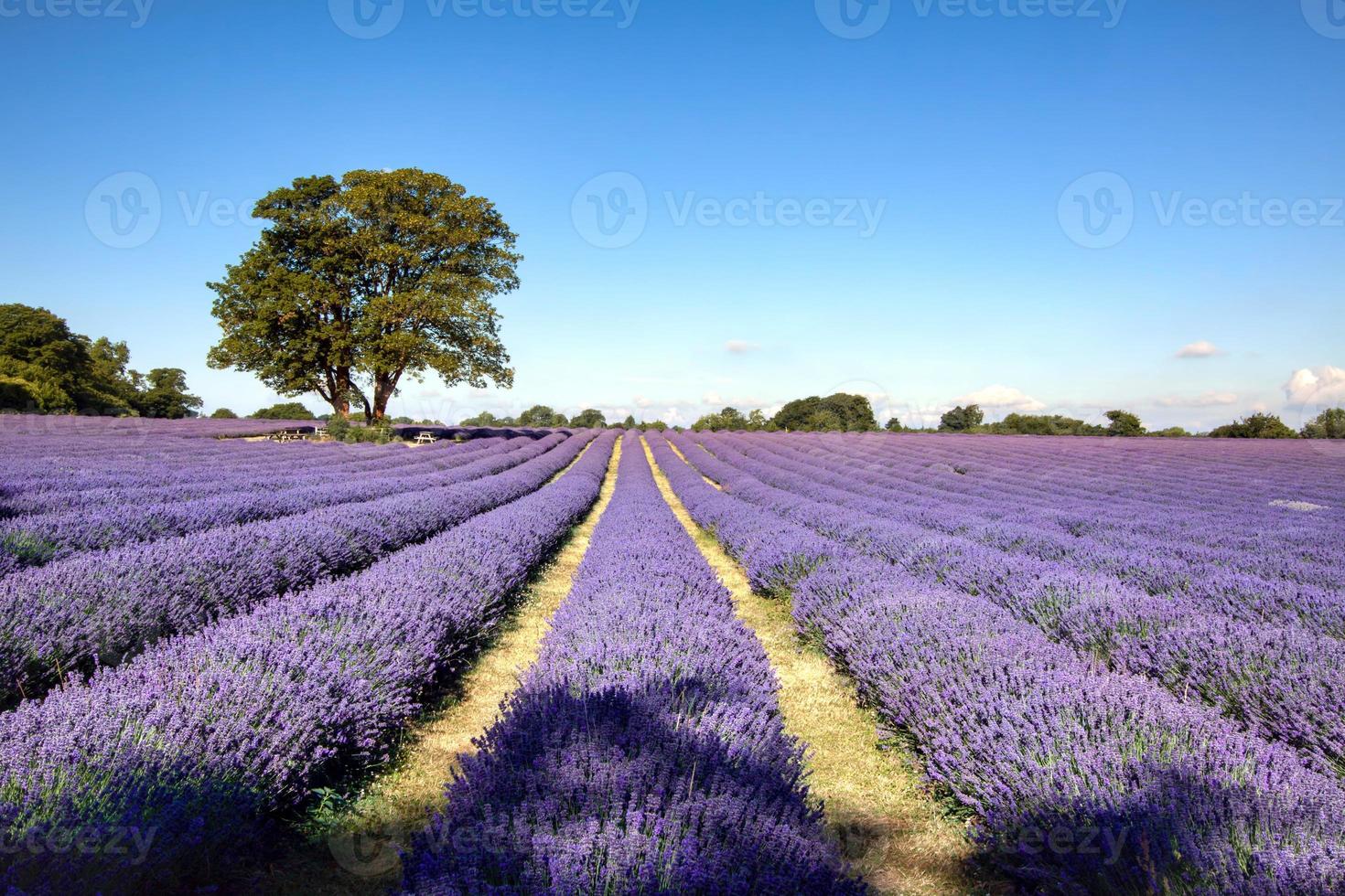 Lavender field in Banstead Surrey photo