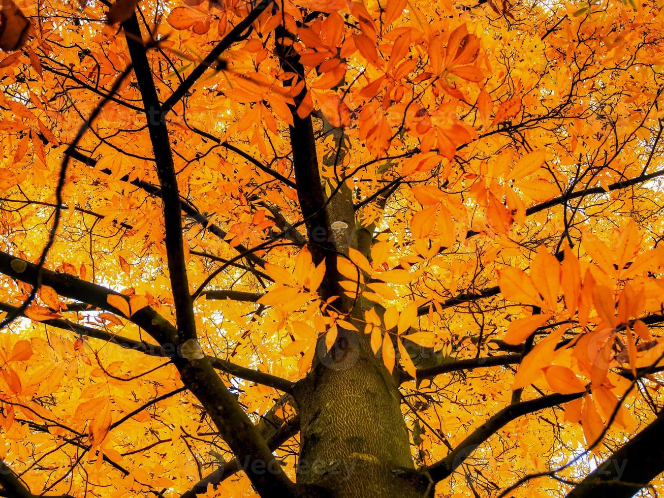 Carya Cordiformis Tree Leaves Changing Colour in Autumn photo