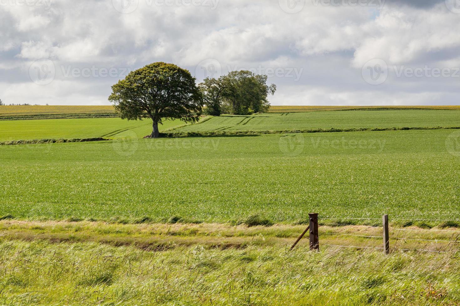 campo de cultivo herbáceo cerca de munlochy foto