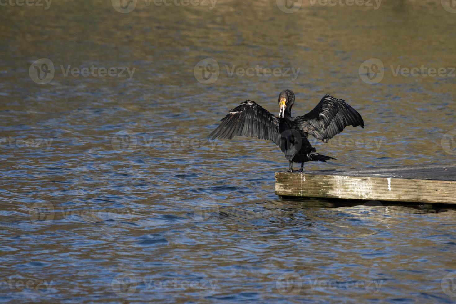 cormorán con las alas abiertas en el lago cripplegate foto