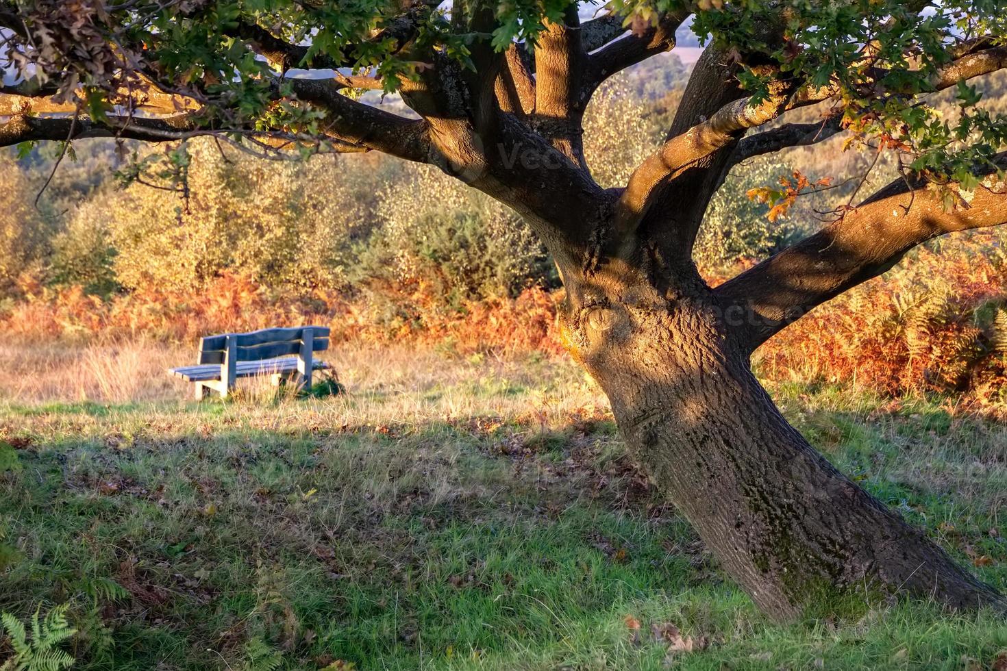 sol de otoño en un roble en el bosque de ashdown foto