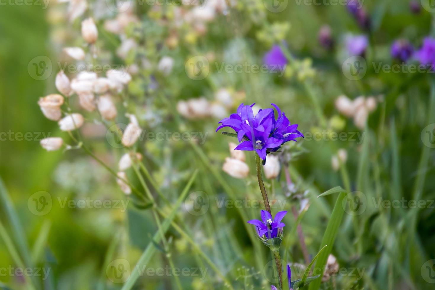 Campanula glomerata growing wild in the Dolomites photo
