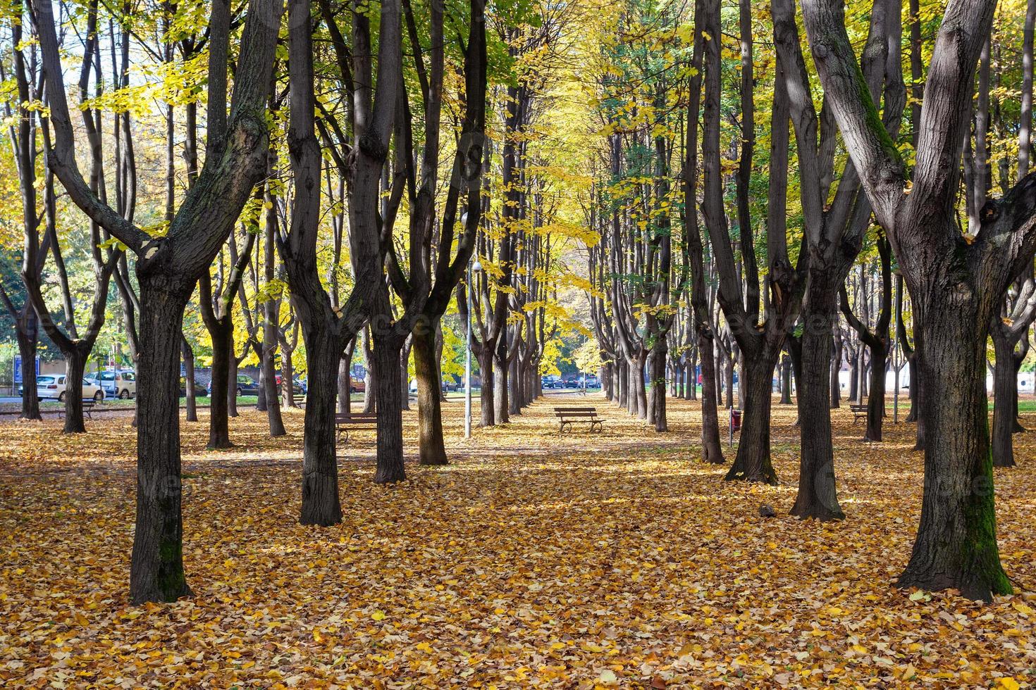 colores de otoño en parco di monza foto