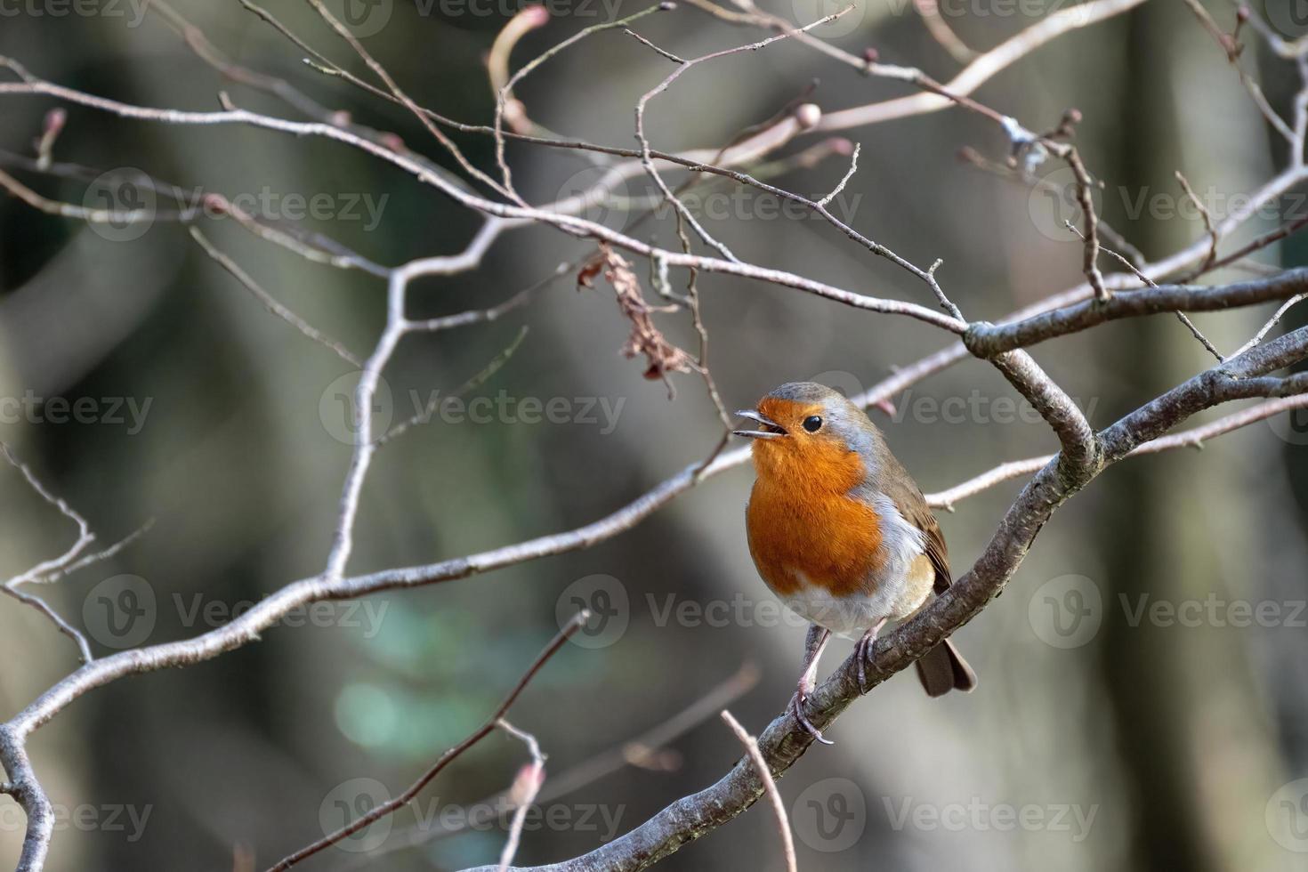 Robin singing away perched in a tree on a winters day photo