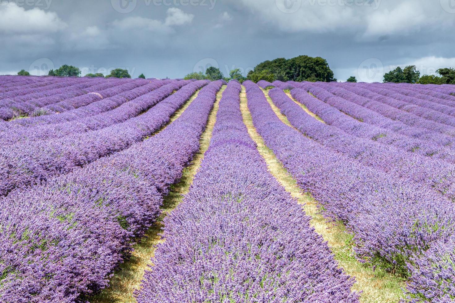 Lavender Field in Banstead Surrey photo