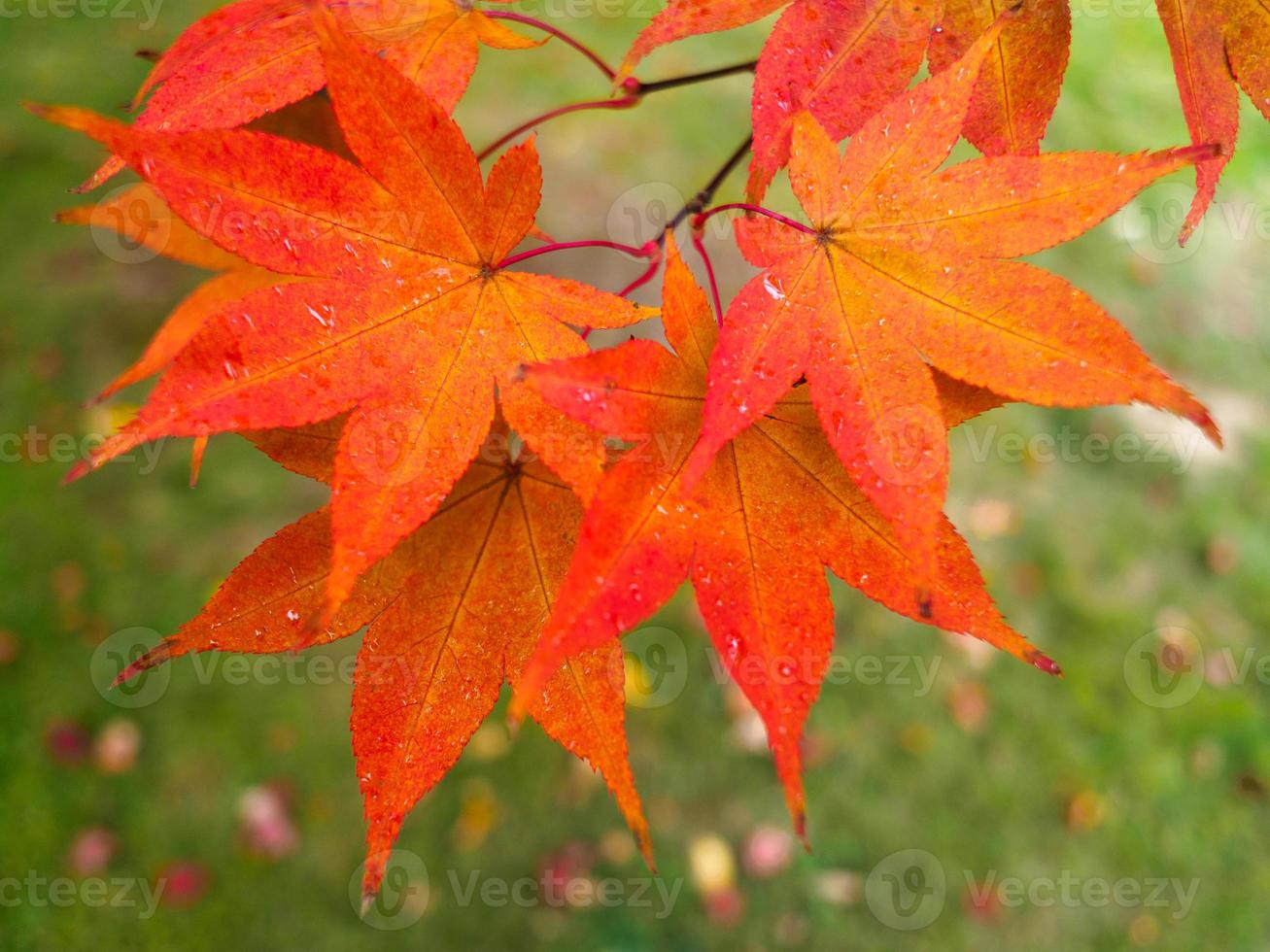 las hojas del árbol acer cambian de color en otoño foto