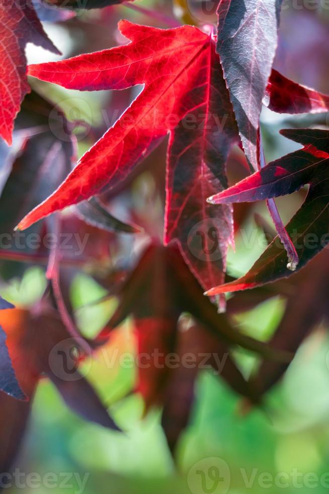 American Red Gum tree leaves in autumn photo
