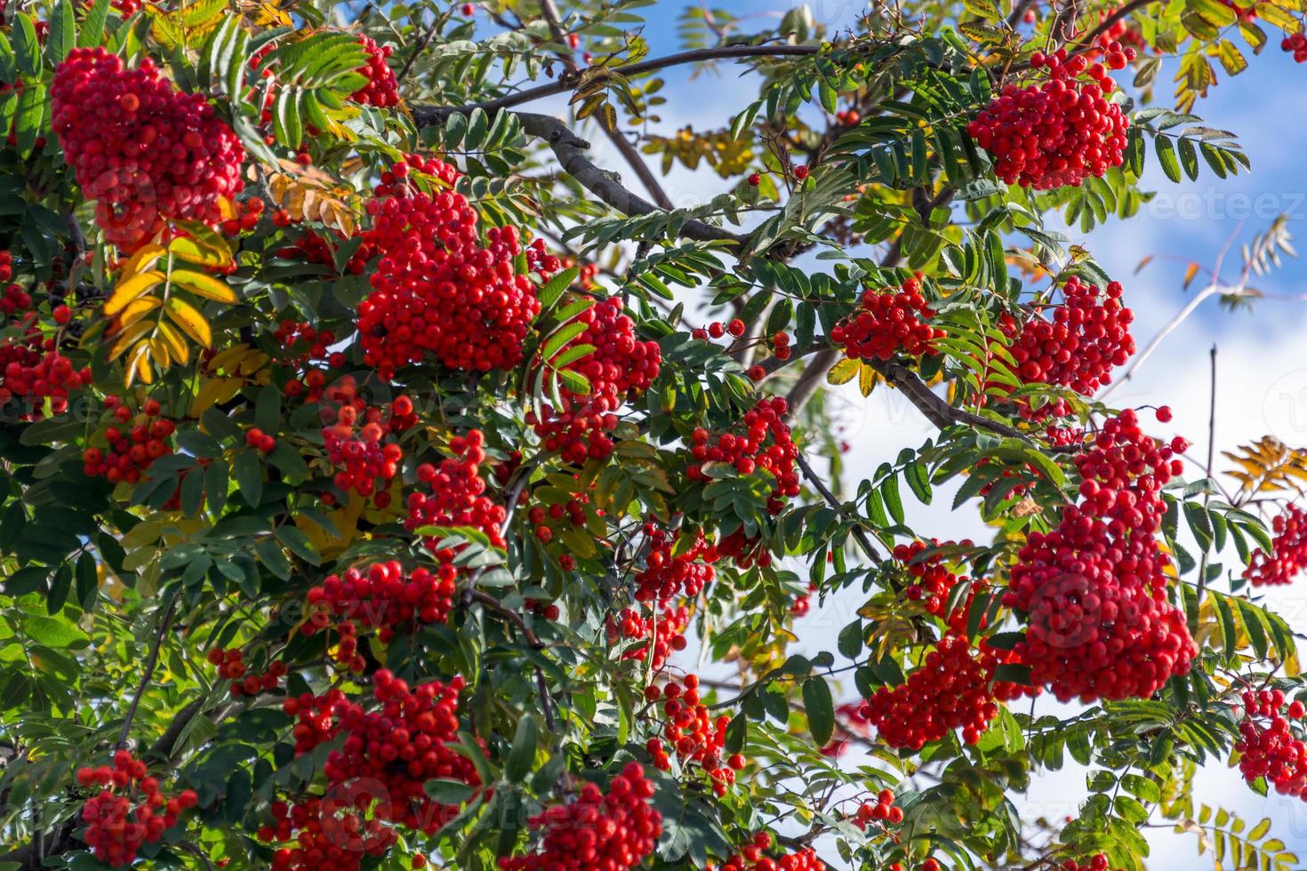 Fruit of the Rowan or Moutain Ash Tree 6653032 Stock Photo at Vecteezy