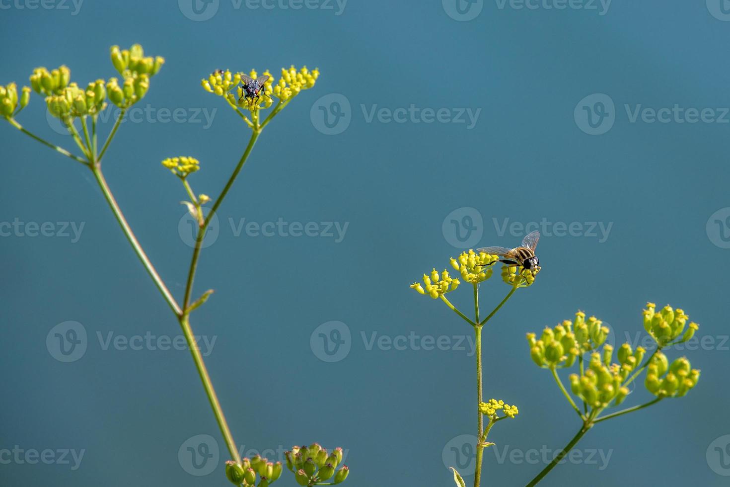 Mosca sírfida enmascarada en bupleurum falcatum que crece salvaje en los dolomitas foto