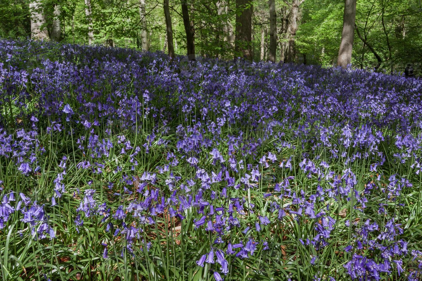 campanillas en staffhurst woods cerca de oxted surrey foto