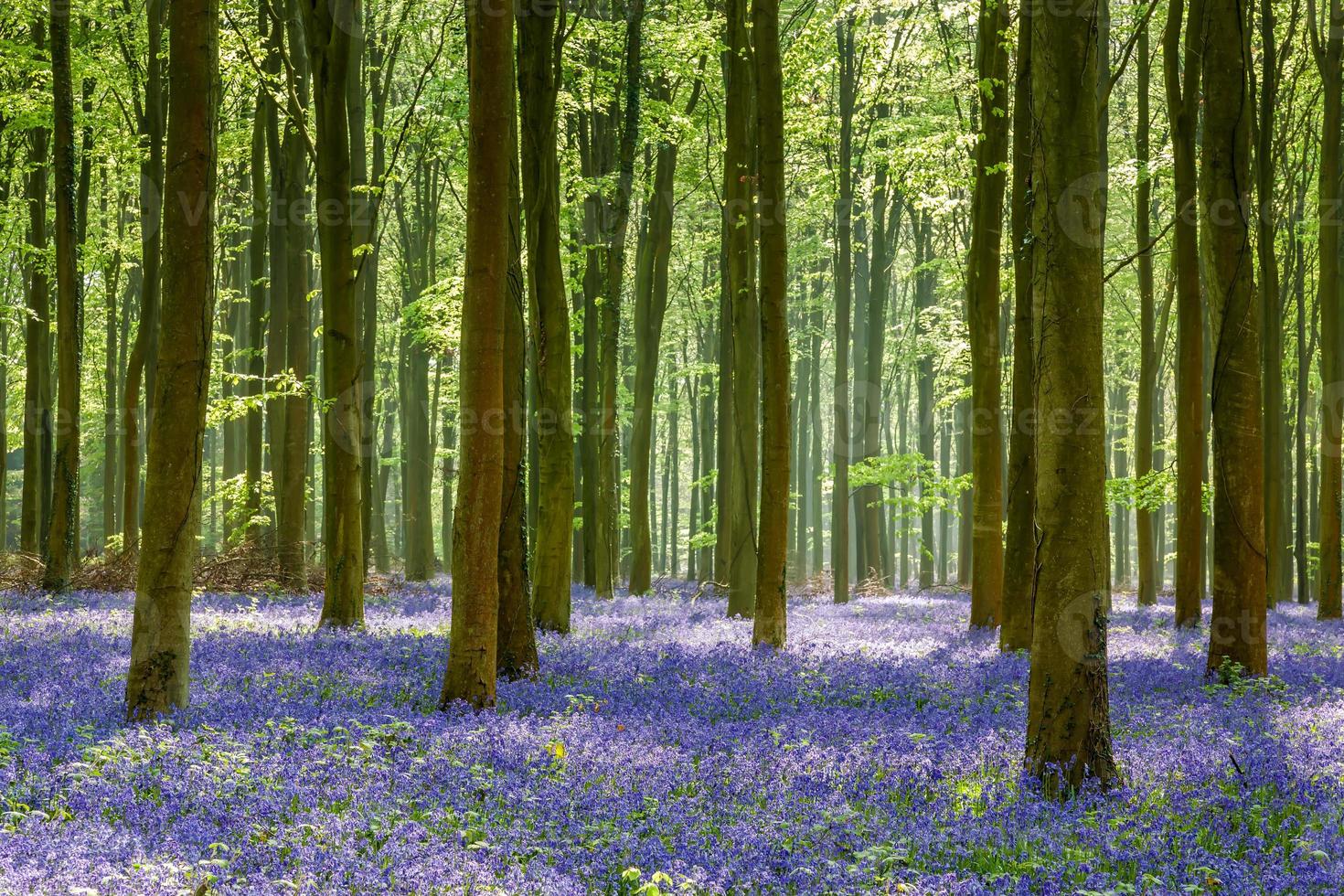 Bluebells in Wepham Wood photo