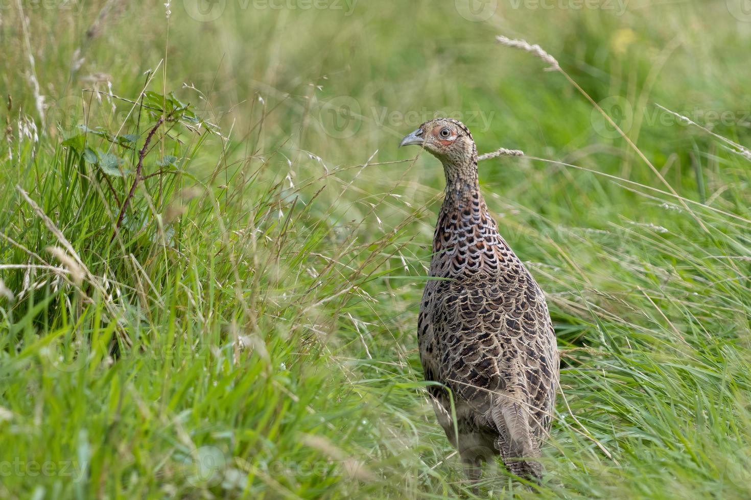Female Pheasant walking across a field in East Grinstead photo