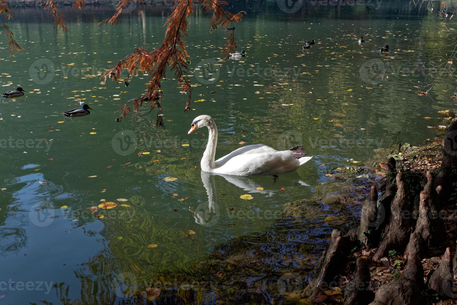 cisne deslizándose a lo largo del lago en parco di monza foto