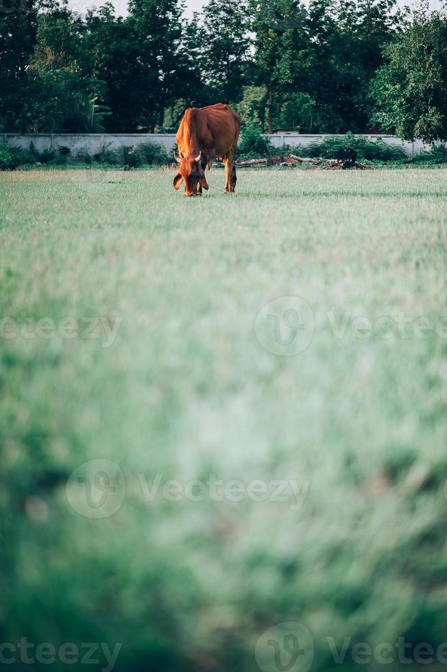 vaca y hierba verde foto