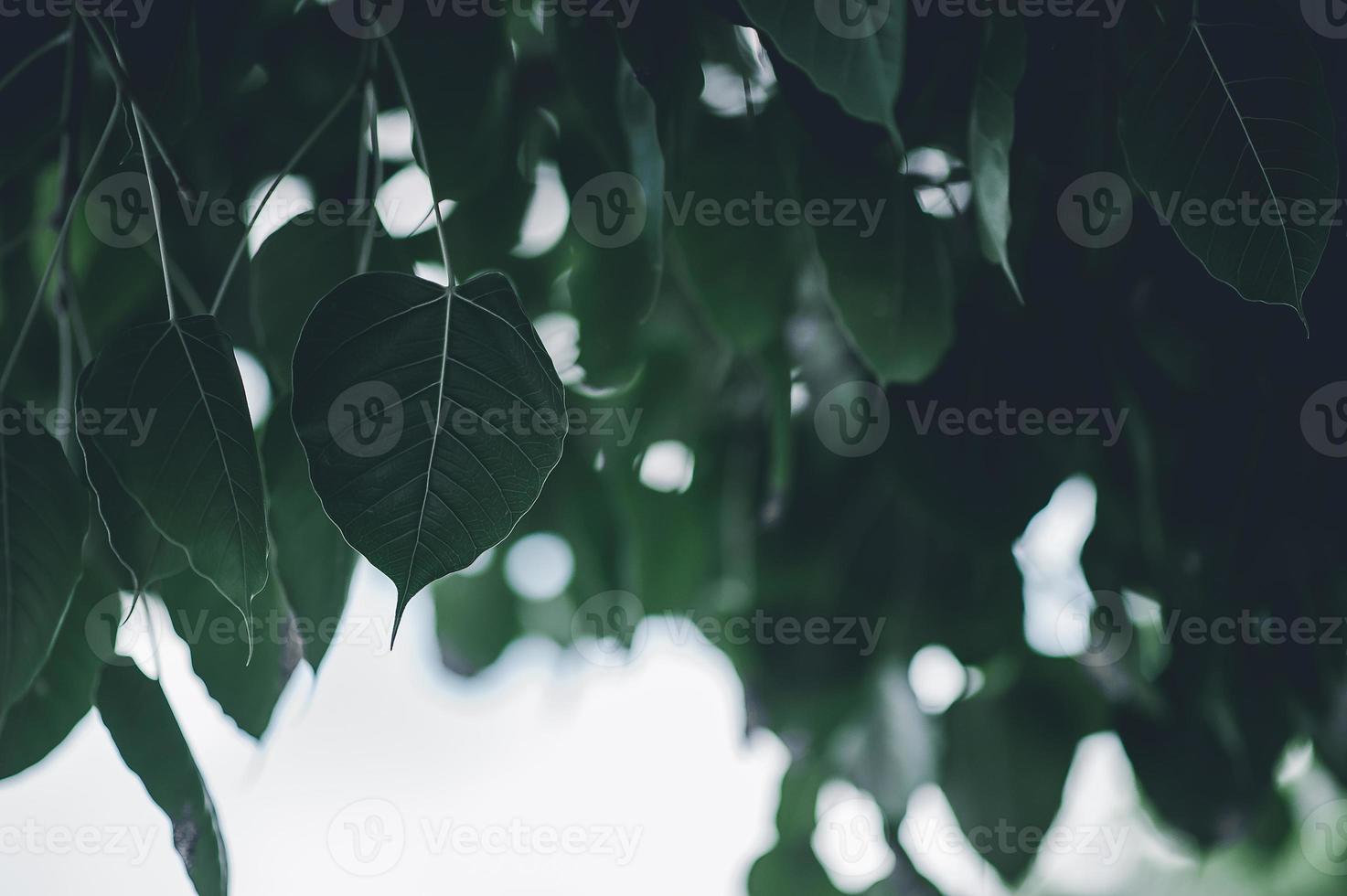 hojas hojas verdes ojos naturales en forma de corazon. hermosos colores verdes cómodos. foto