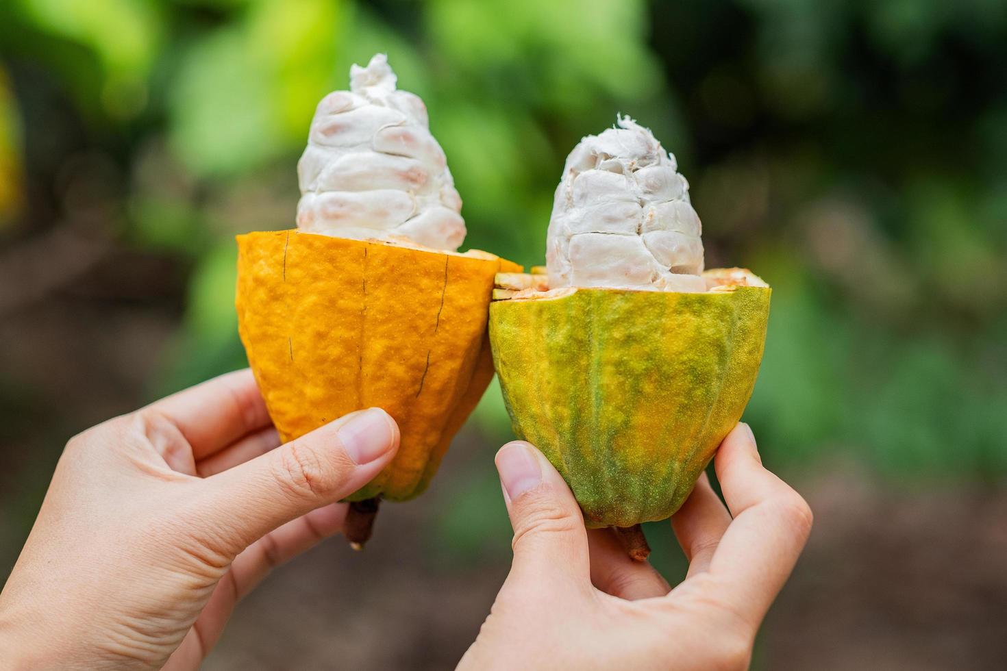 fruta de cacao en un árbol de cacao en una granja de selva tropical. foto