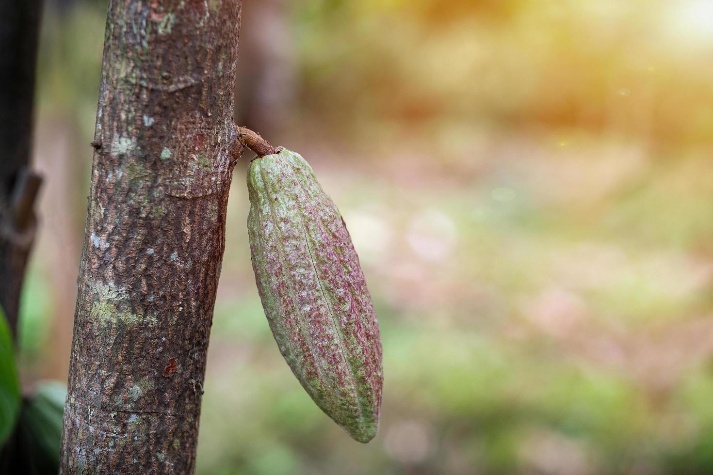 Cacao fruit on a cacao tree in tropical rainforest farm. photo