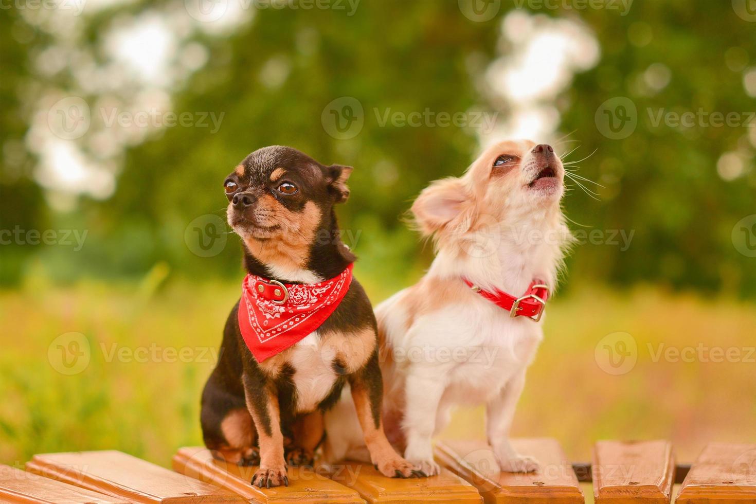 perros en un banco con el telón de fondo de la naturaleza. perro blanco y negro de la raza chihuahua. foto