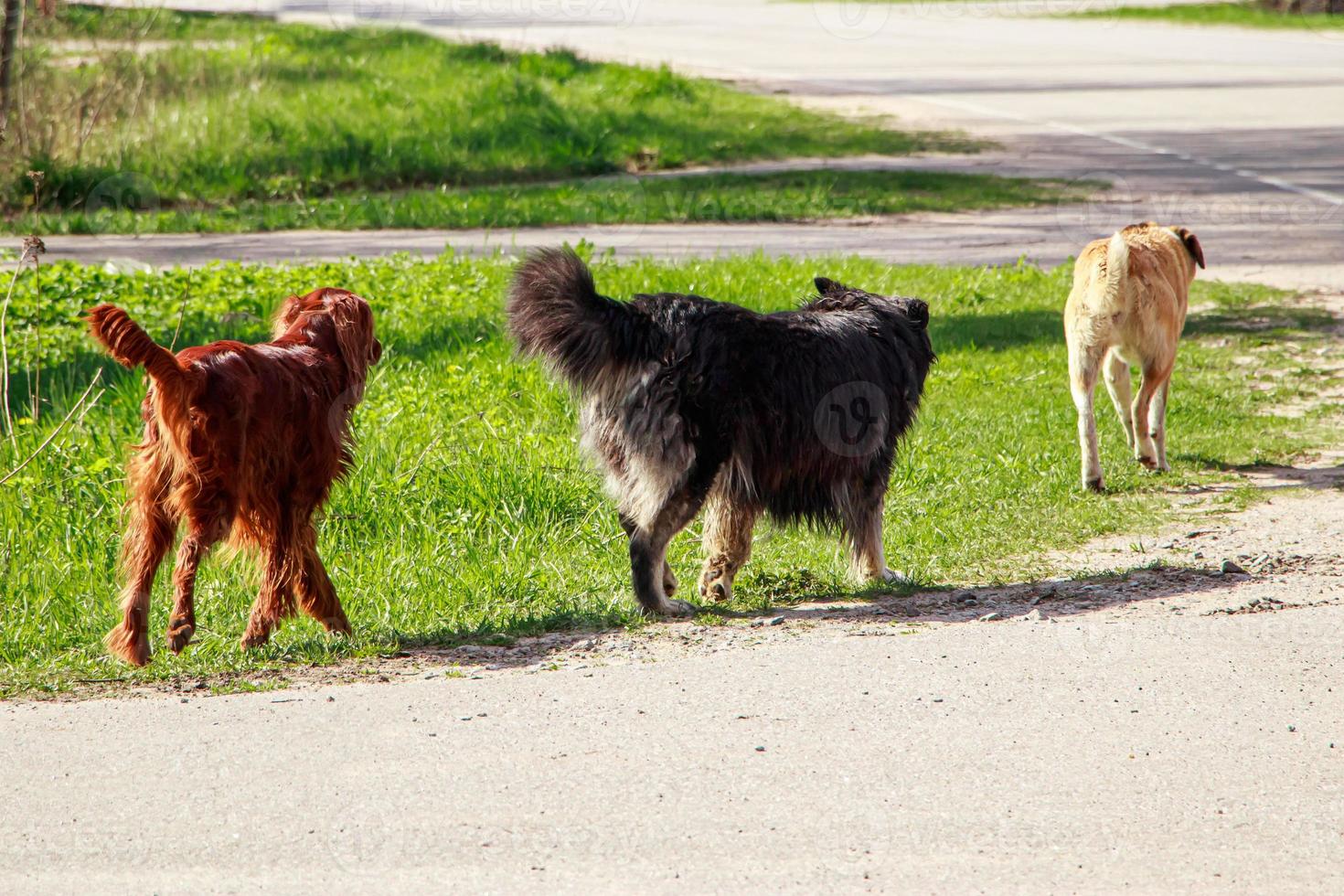 Red, black and white dogs walk the street. Three pets in nature. photo