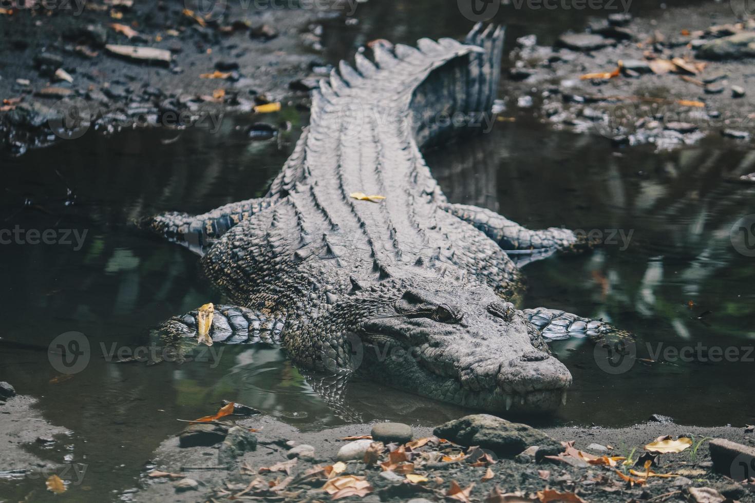 Saltwater crocodile or Saltwater crocodile or Indo Australian crocodile or Man-eater crocodile. sunbathing at the swamp. photo