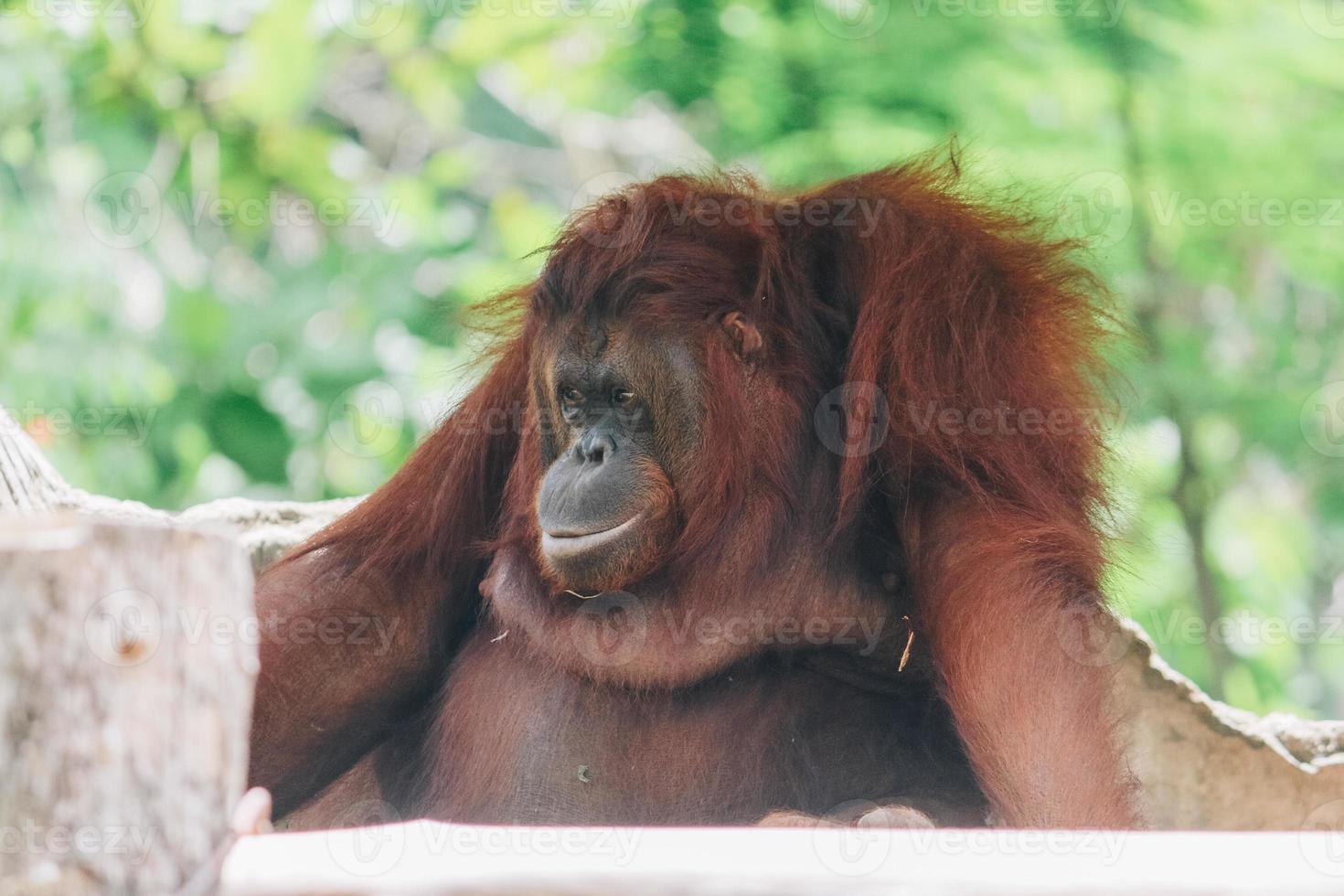 A female of the Orang Utan in Borneo, Indonesia sitting in the branch photo