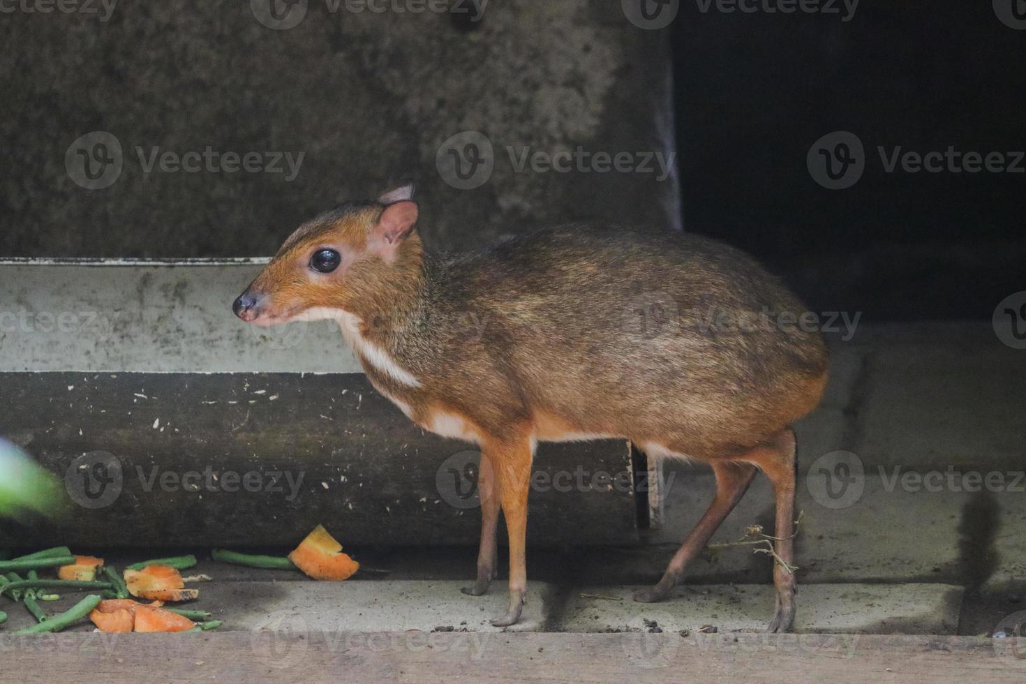 Chevrotain or Lesser or Little a mouse-deer or Kancil in zoo. photo