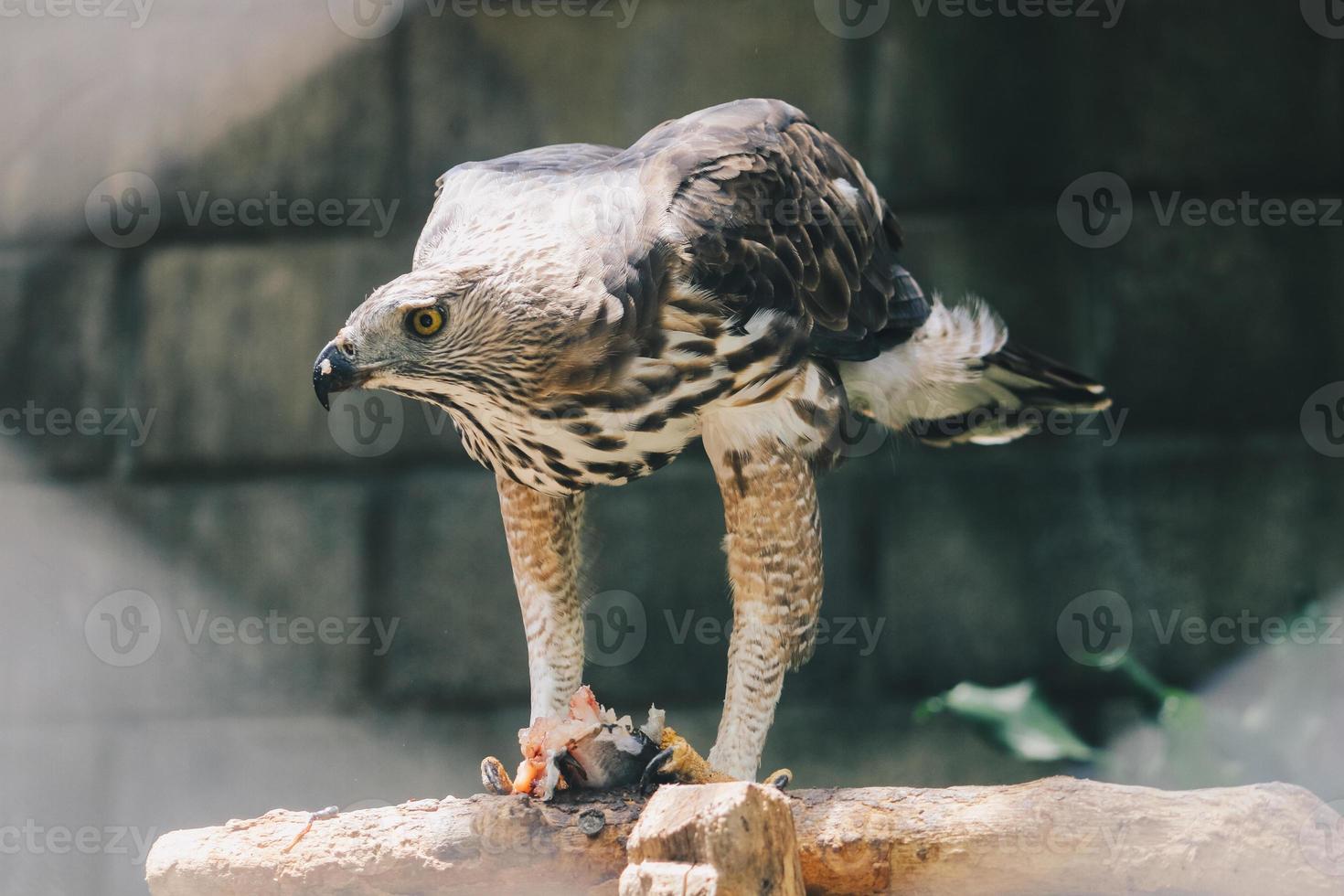 el águila halcón cambiante o el águila halcón con cresta sentada en la rama comiendo pescado en su pierna. foto