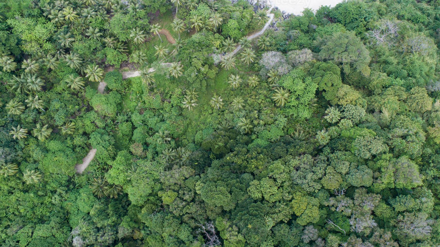 Amazing forest Aerial view of forest trees Rainforest ecosystem and healthy environment background Texture of green trees forest top down photo