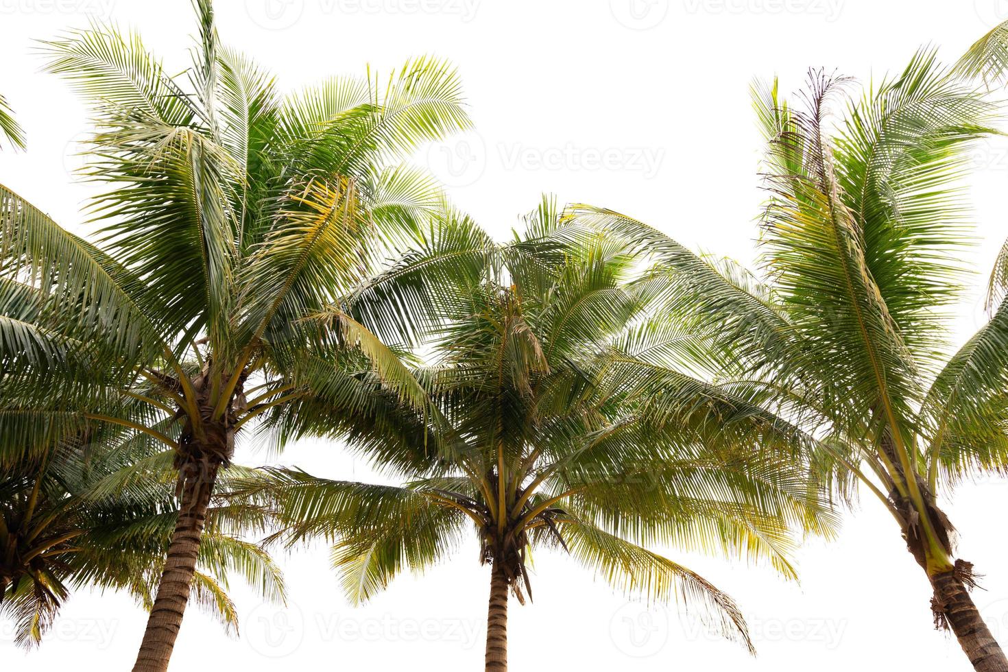 Green tropical palm leaf Tropical fresh coconut palm leaves frame isolated on white background Summer holiday background concept photo