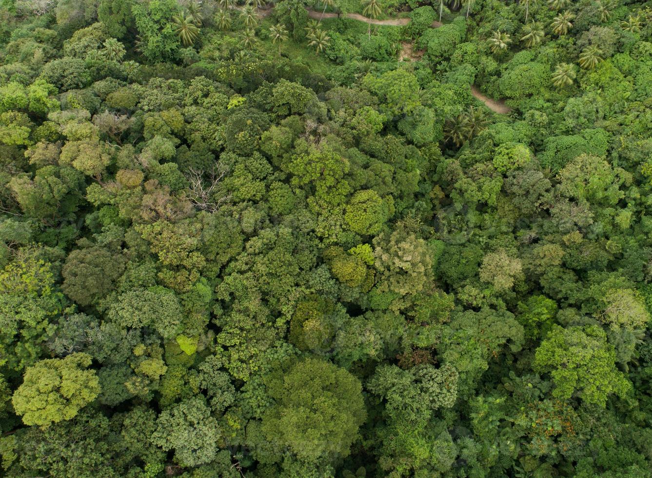 Amazing abundant forest Aerial view of forest trees Rainforest ecosystem and healthy environment background Texture of green trees forest top down photo