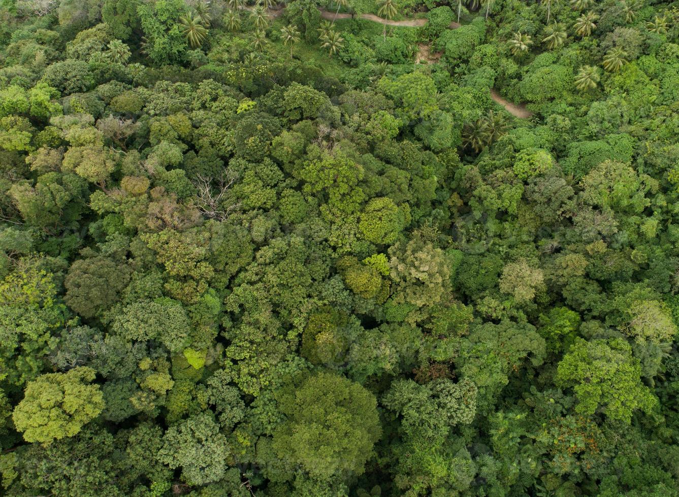 asombrosa vista aérea del bosque abundante de los árboles del bosque ecosistema de la selva tropical y ambiente saludable textura de fondo de los árboles verdes bosque de arriba hacia abajo foto