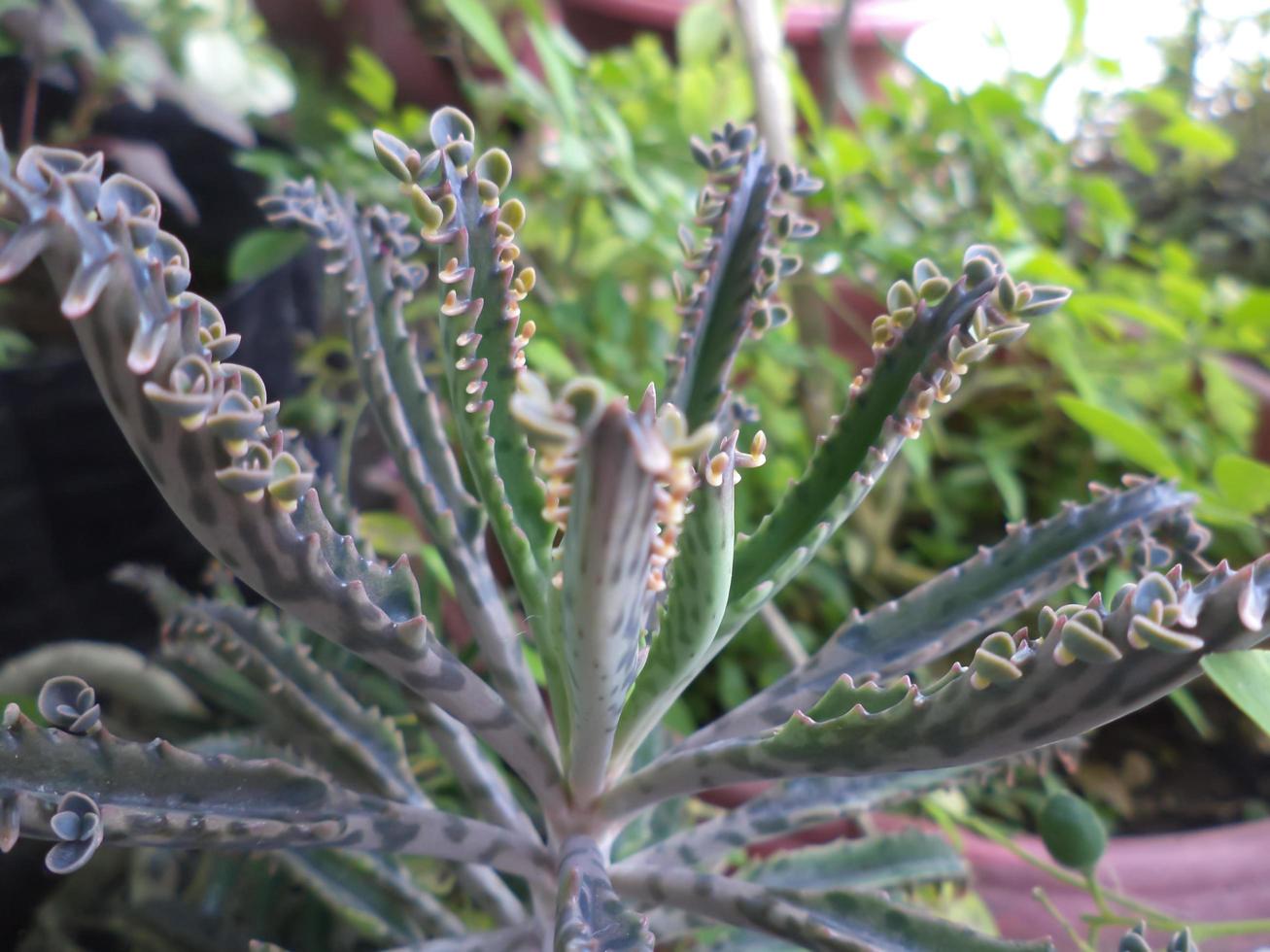 wild plant flower photo