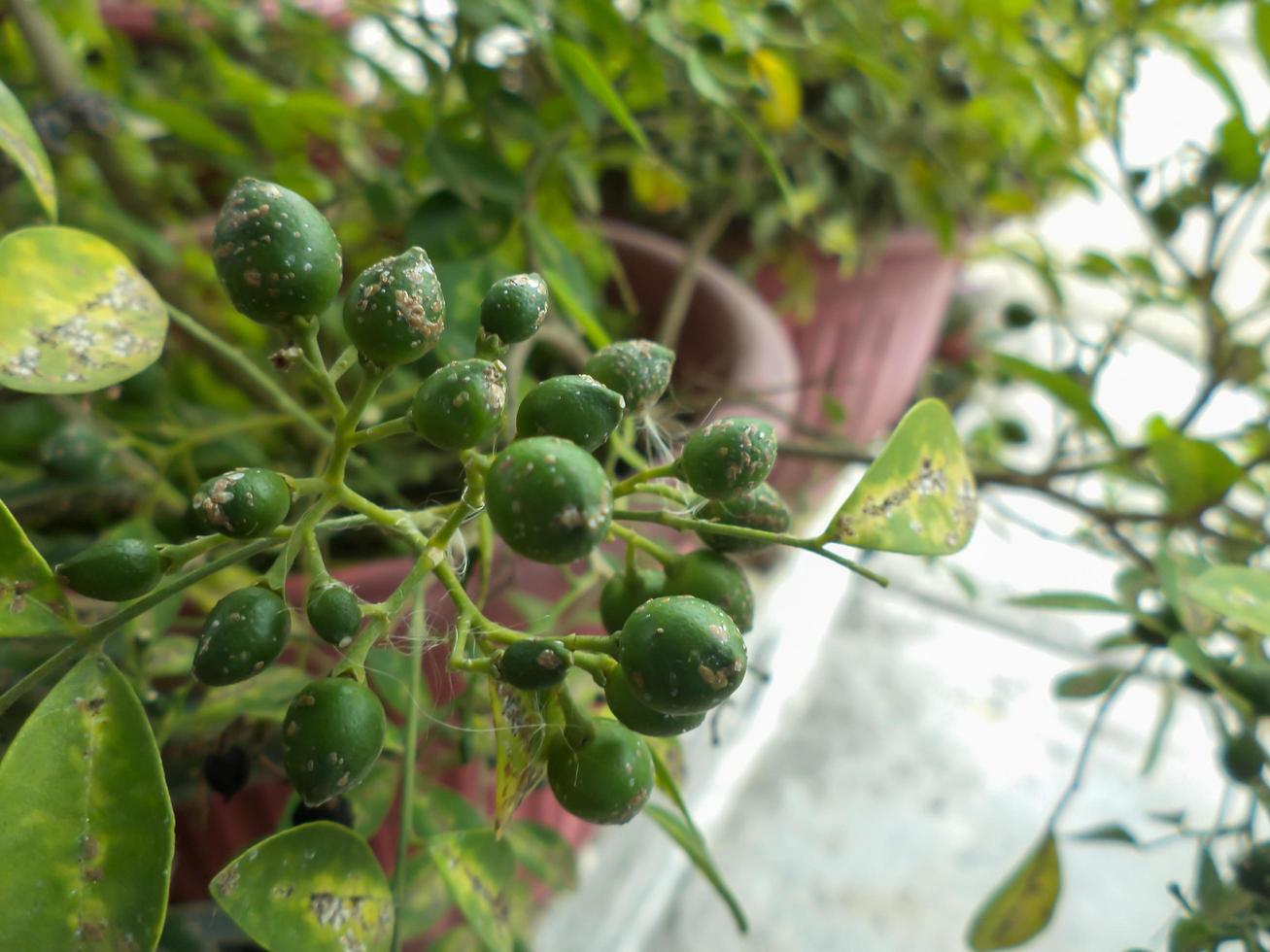wild plant seeds photo