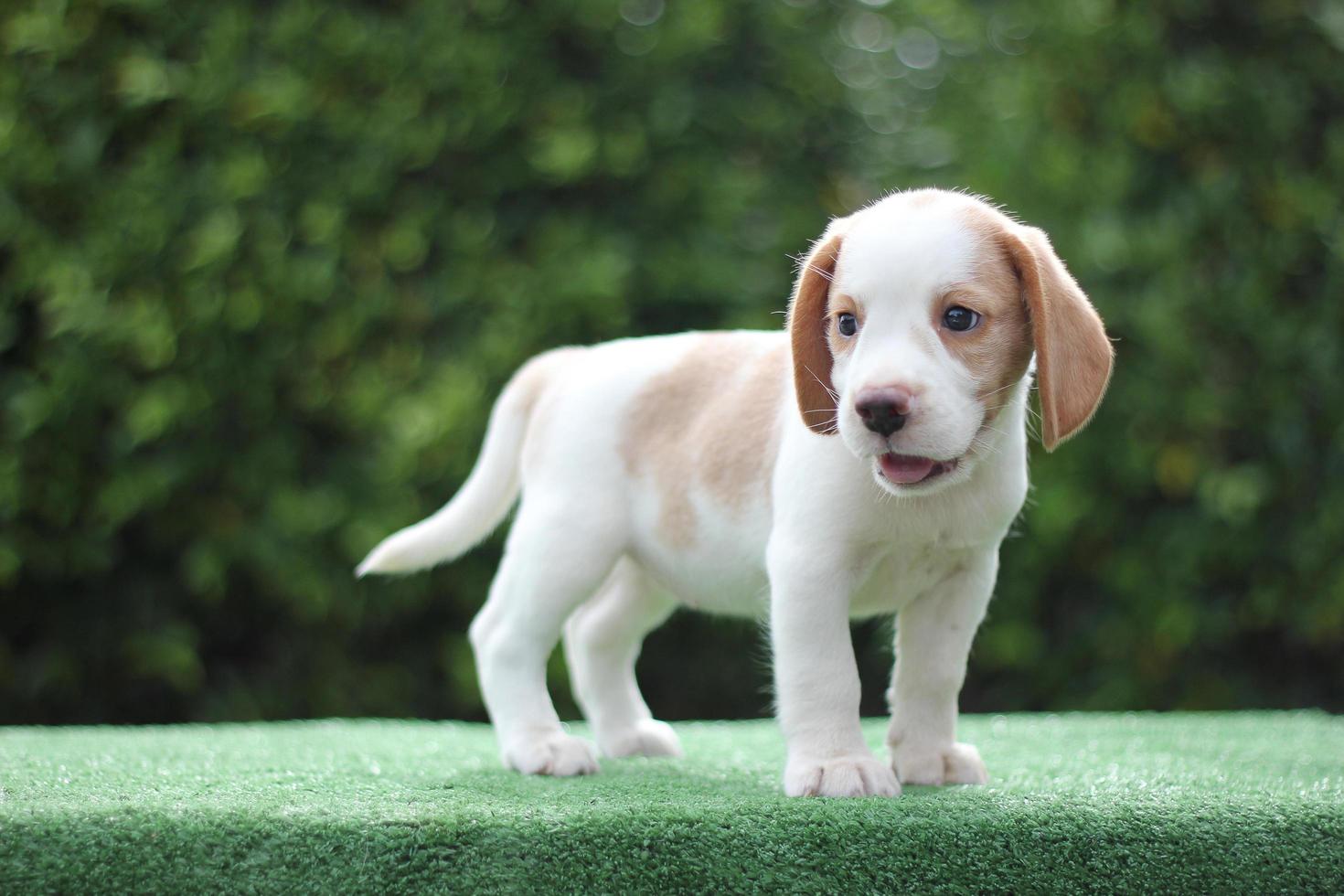 The general appearance of the beagle resembles a miniature Foxhound. Beagles have excellent noses. Beagles are used in a range of research procedures. Dog picture have copy space. photo