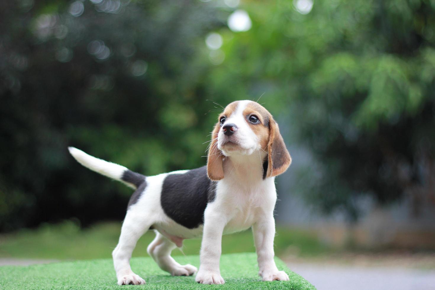 The general appearance of the beagle resembles a miniature Foxhound. Beagles have excellent noses. Beagles are used in a range of research procedures. Dog picture have copy space. photo