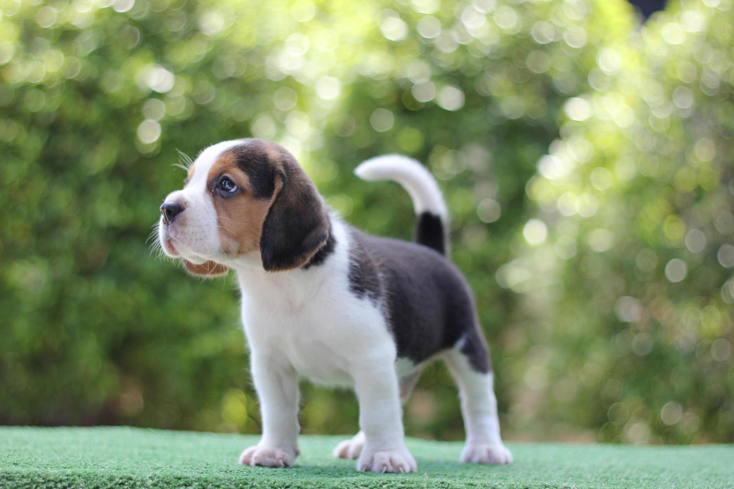 These dogs are used to detect food items in luggage.Beagles have excellent noses. Beagles are used in a range of research procedures. photo