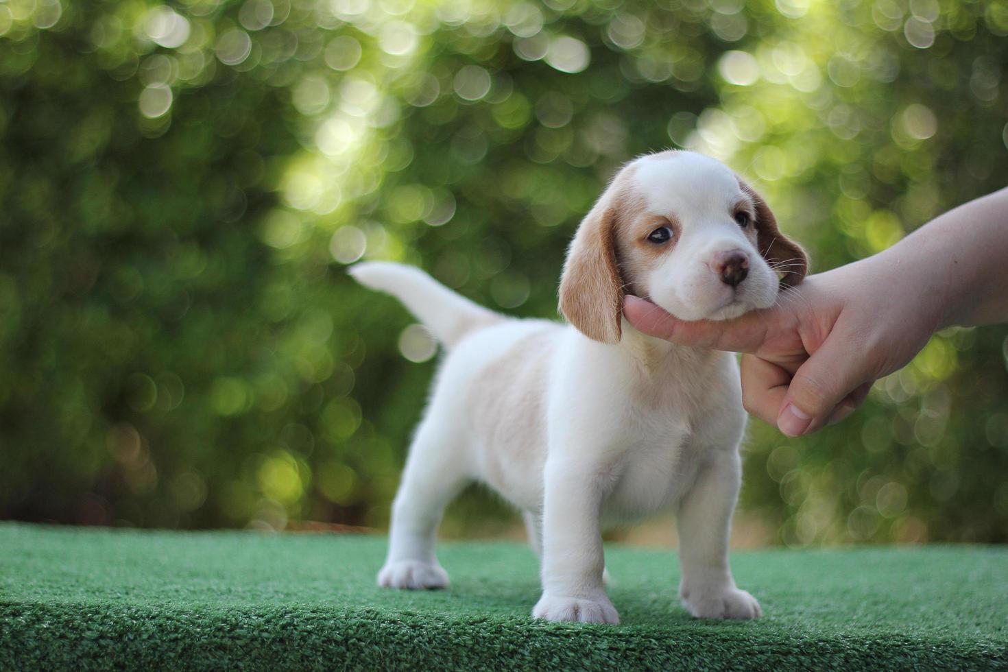 These dogs are used to detect food items in luggage.Beagles have excellent noses. Beagles are used in a range of research procedures. photo