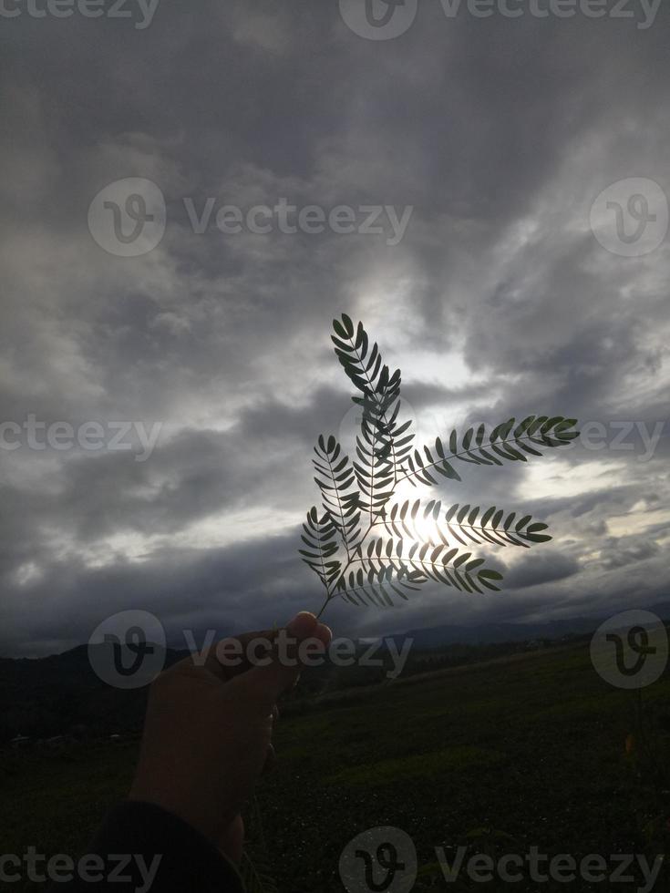 mano sosteniendo una hoja foto