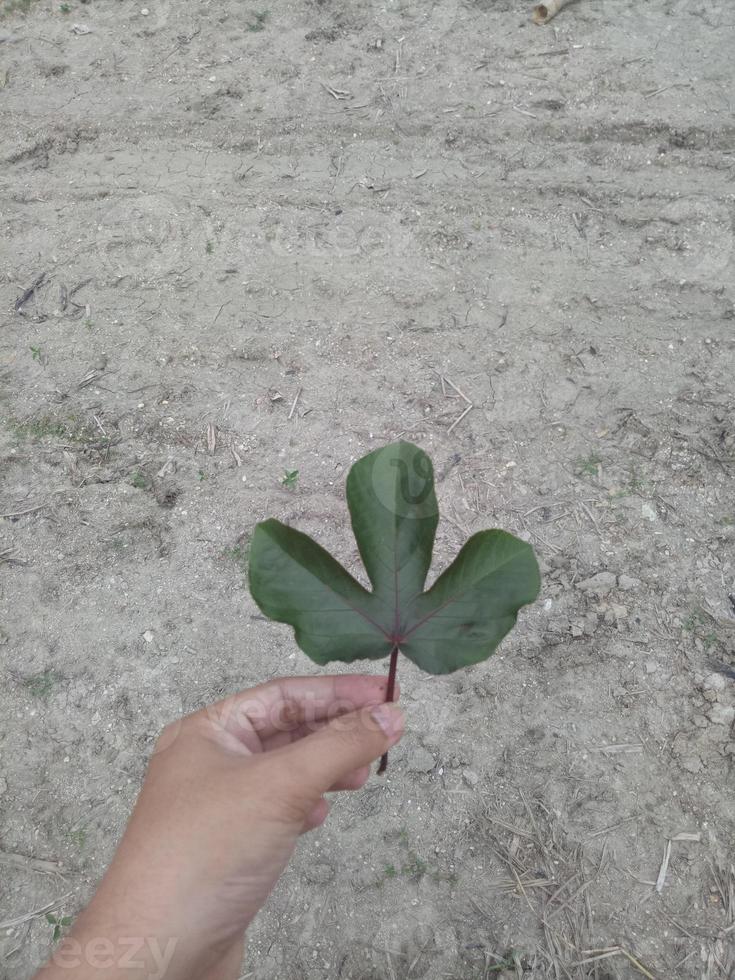 hand holding a leaf photo