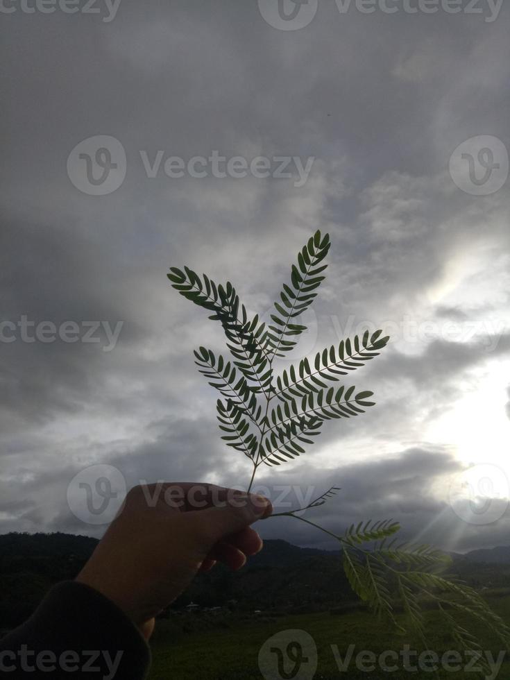 hand holding a leaf photo