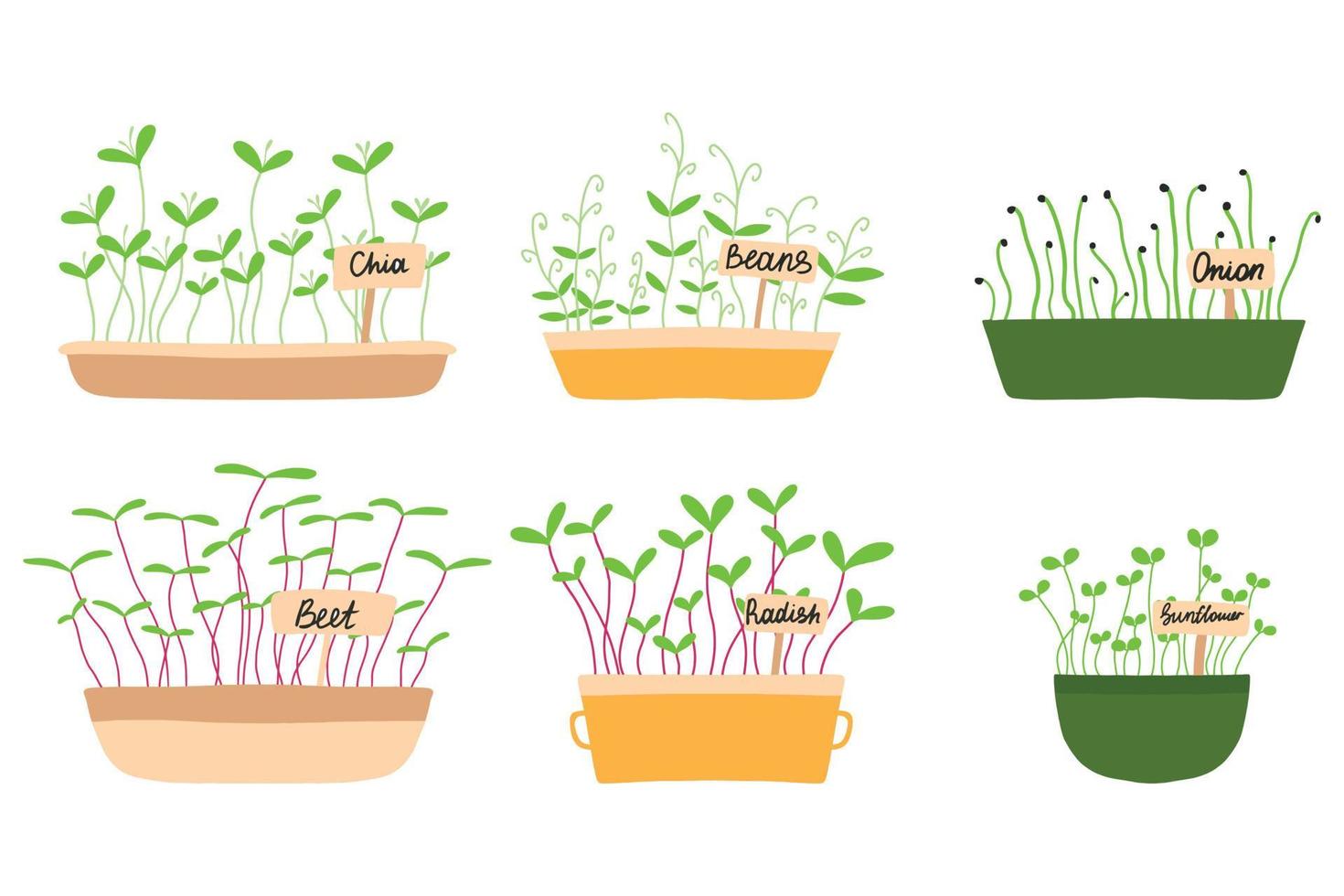 brotes de alimentos saludables. microverduras. semillas germinadas orgánicas frescas. cultivar superalimentos en casa. conjunto de varios granos germinados dibujados a mano y microgreens vector ilustración plana.