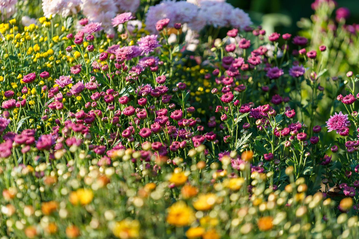 Close-up of beautiful multicolored flowers on a blurry background photo