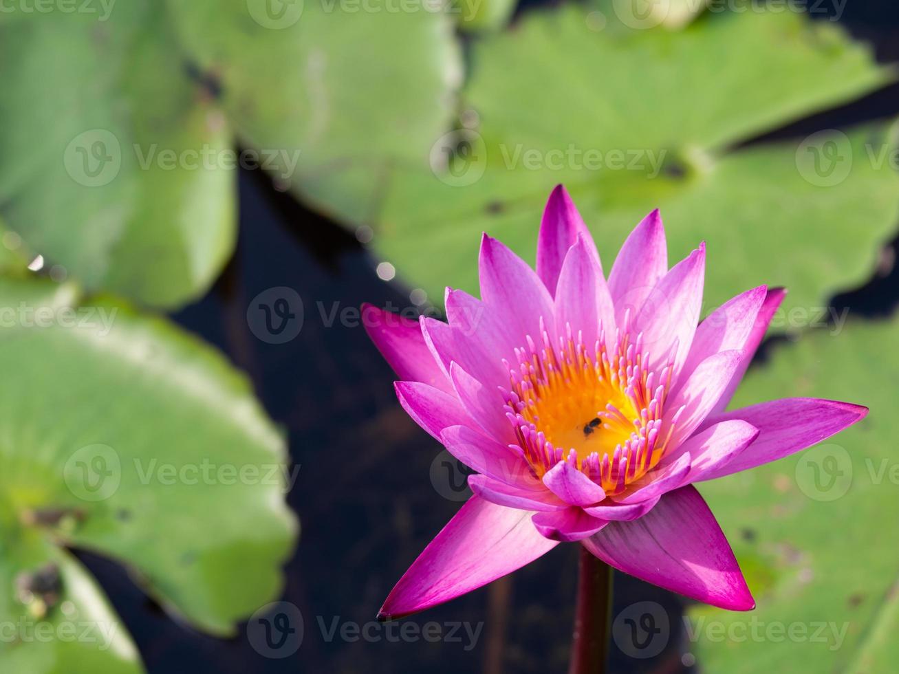 lotus and pond photo