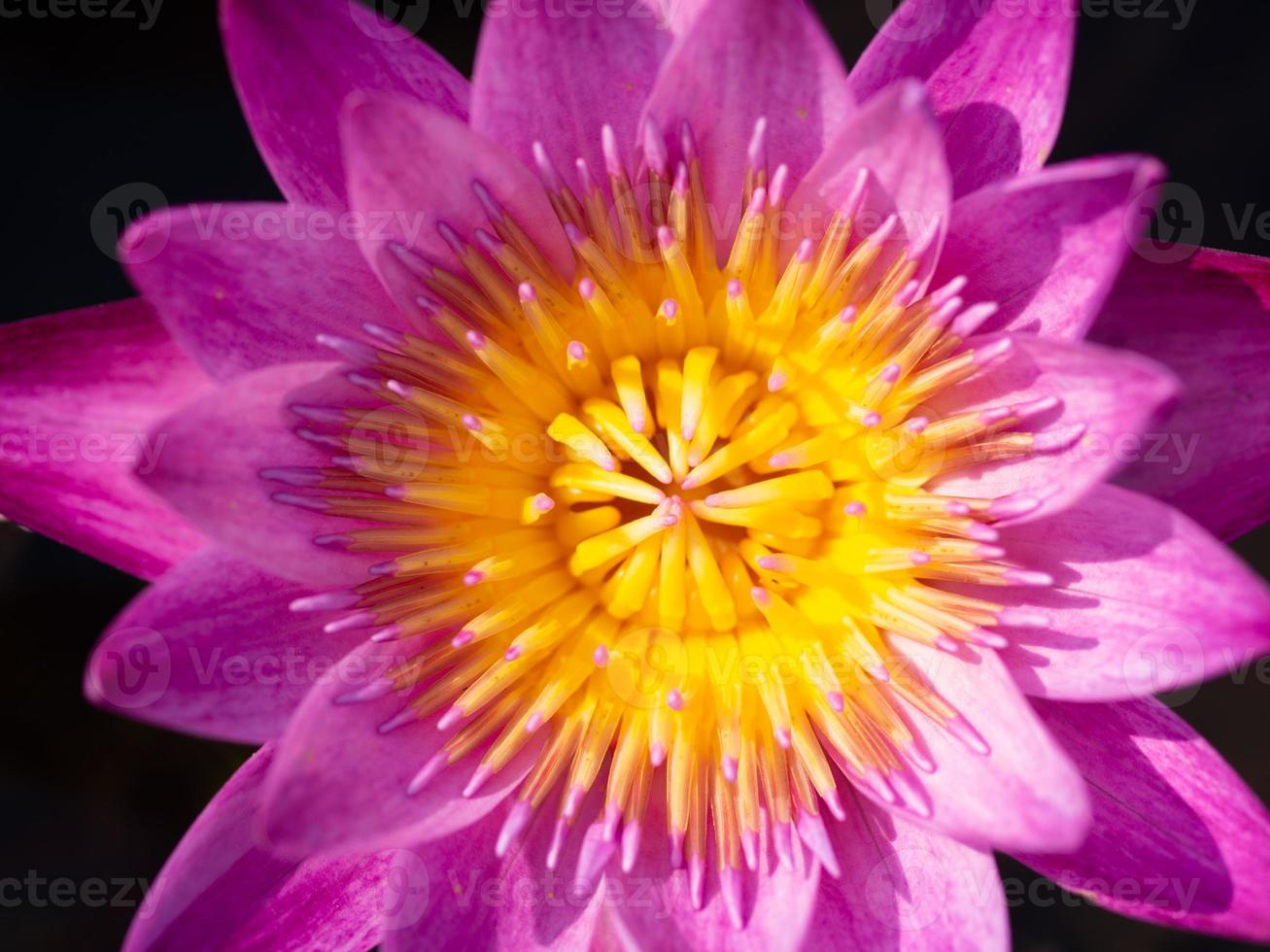 zoom is lotus photo