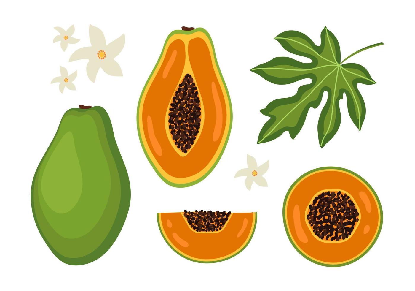 conjunto exótico de rodajas, flores, hojas, fruta entera y media papaya sobre fondo blanco. fruta de verano orgánica. ilustración vectorial de moda. vector