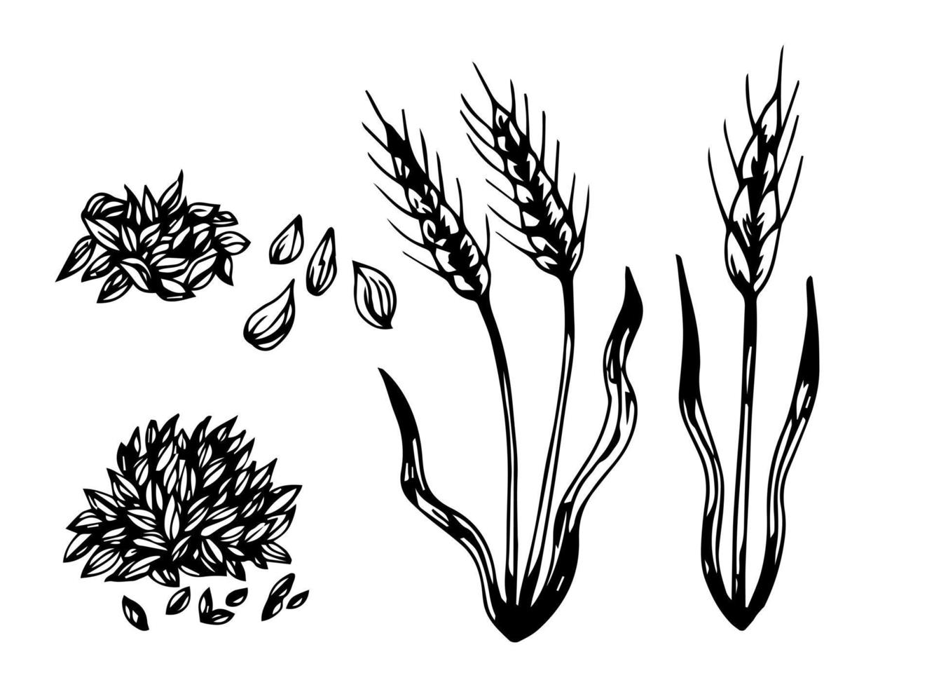 Wheat bread ears cereal crop sketch hand drawn vector illustration. Black ear isolated on white background. Gluten food ingredient engraving retro vintage style.