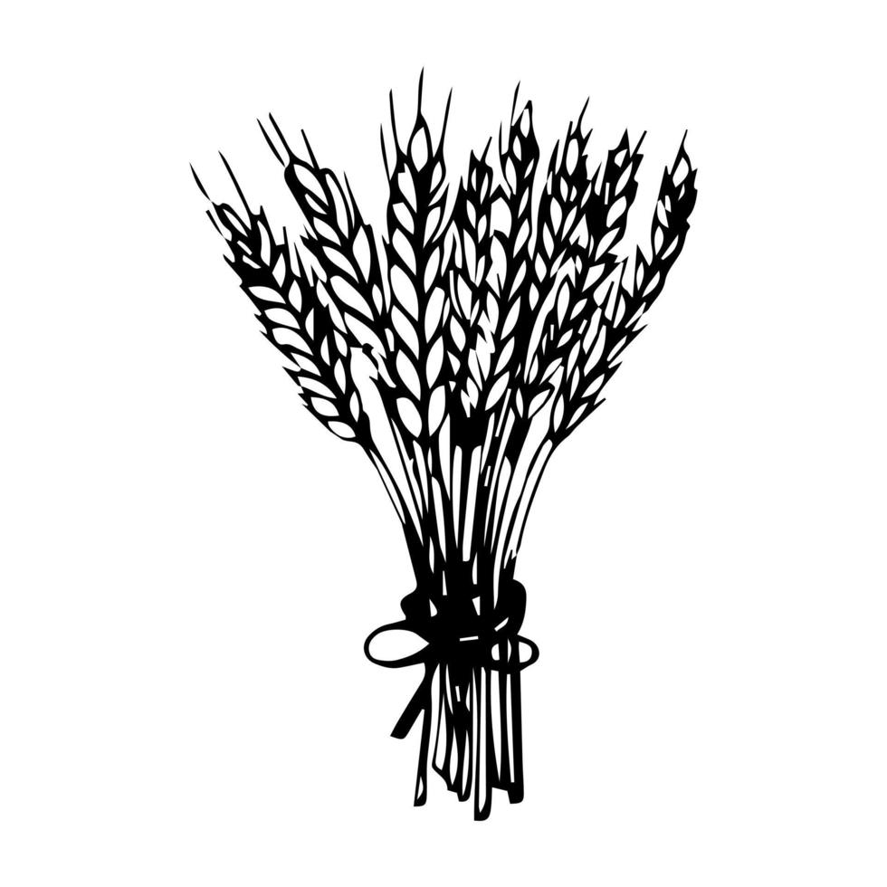vector sketch wheat ears bunch. Detailed hand drawn bread cereal crop isolated illustration on a white background. Flour pastry products, bakery banner, poster design object